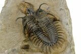 Short-Fork Walliserops Hammi Trilobite - Exceptional Preparation #267209-5